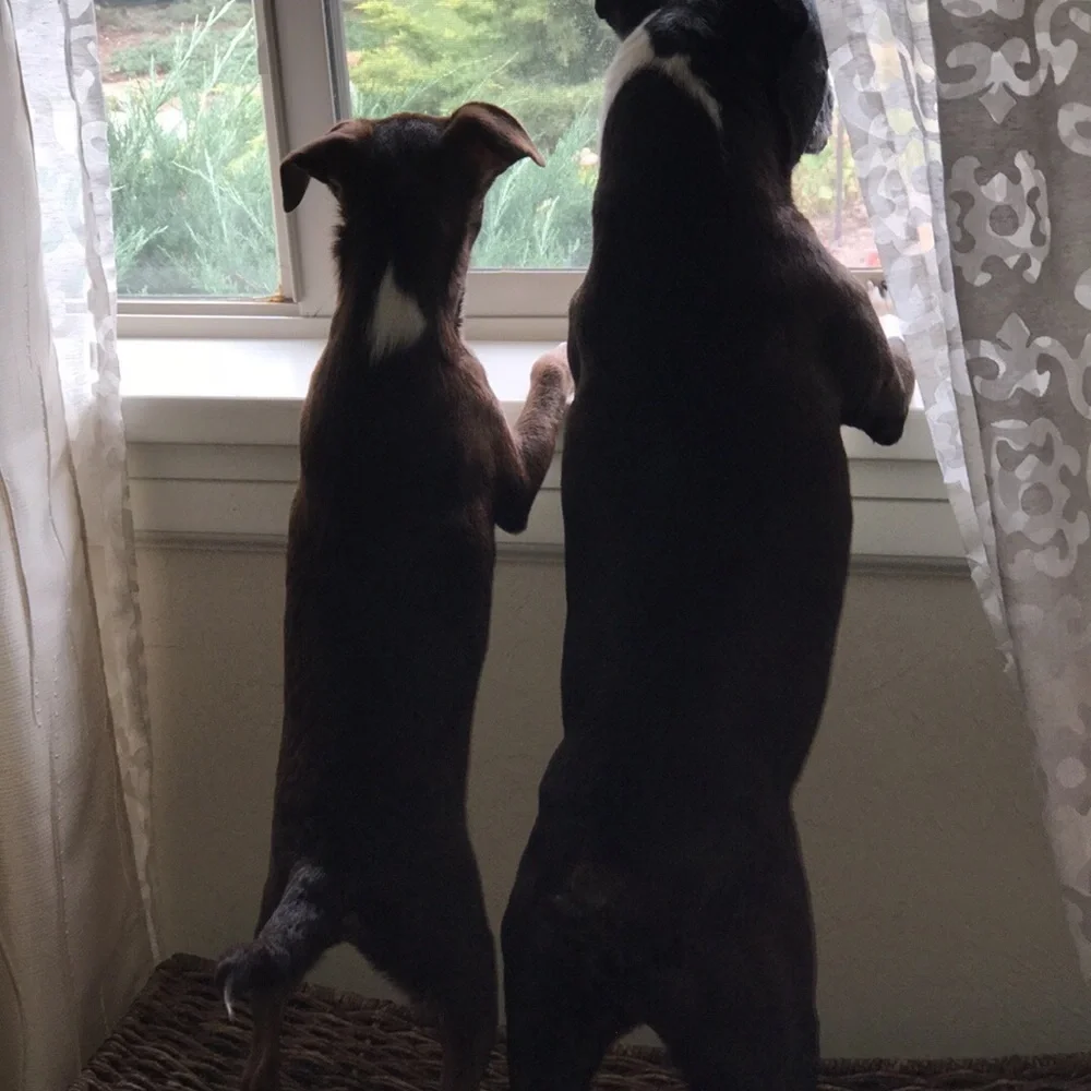 My fur babies and others. Lol. - Picture 6 of 15